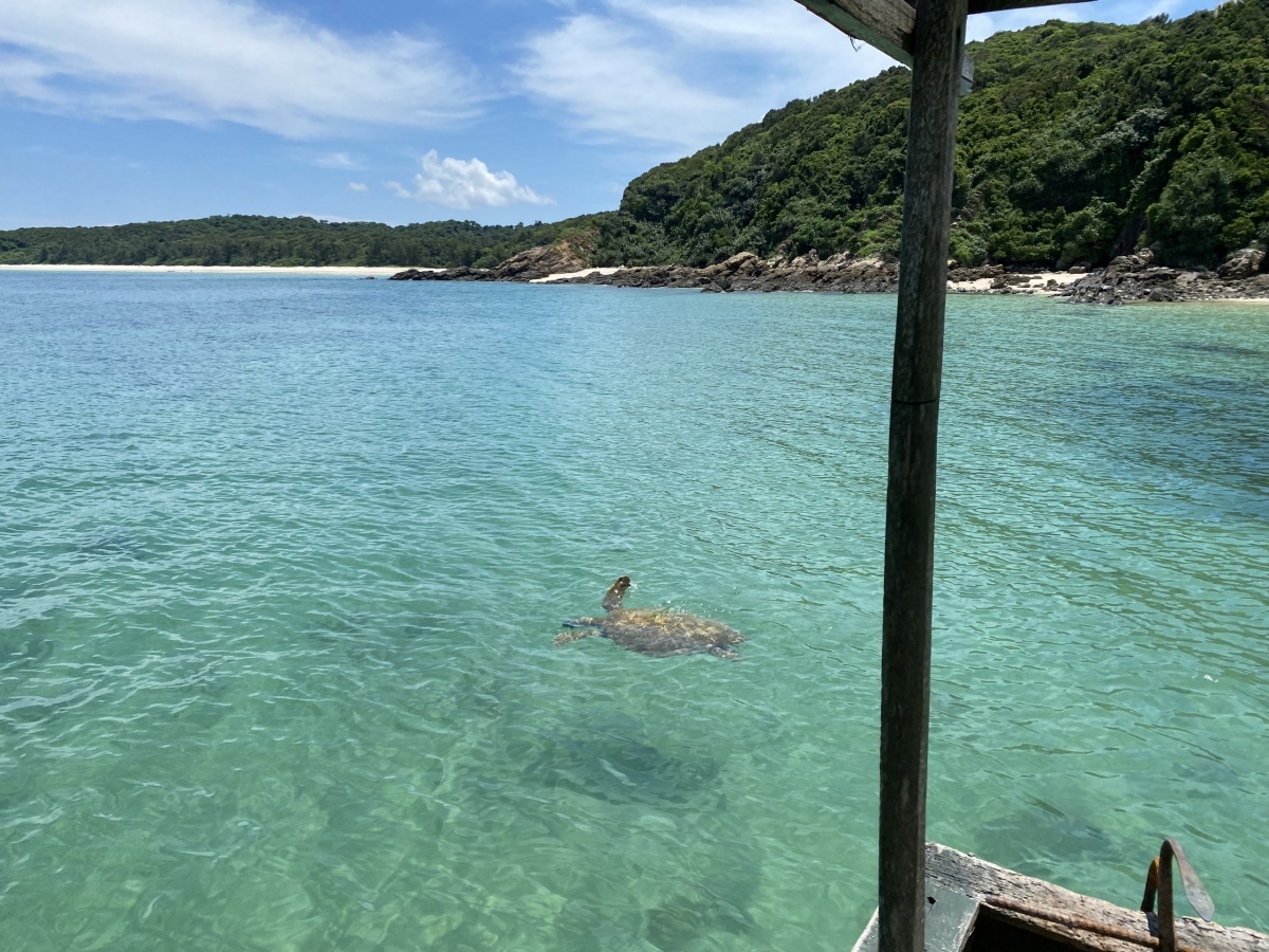 Rare sea turtle species found in Co To
